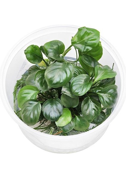 Anubias Barteri Round Golden Coin In Vitro Canlı Bitki