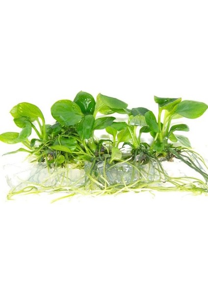 Anubias Barteri Round Golden Coin In Vitro Canlı Bitki