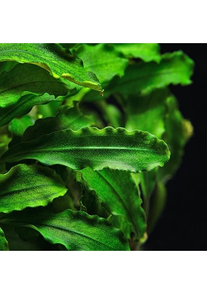 Bucephalandra Bukit Kelam In Vitro Canlı Bitki