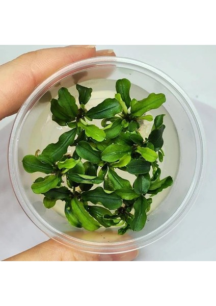Bucephalandra Bukit Kelam In Vitro Canlı Bitki modelleri