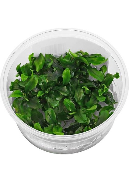 Bucephalandra Bukit Kelam In Vitro Canlı Bitki fırsatları