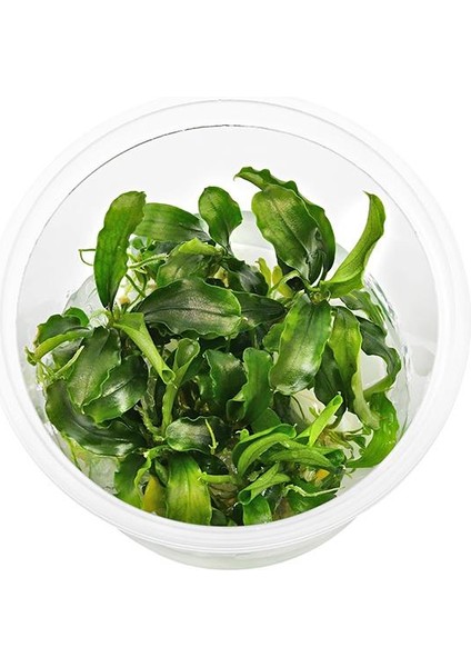 Bucephalandra Bukit Kelam In Vitro Canlı Bitki indirimleri