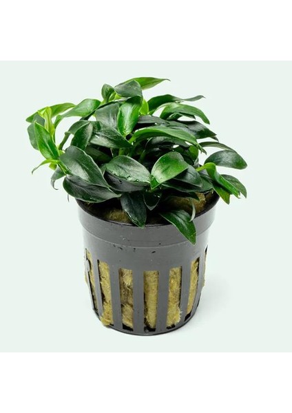 Anubias Jungle Star Saksı Canlı Bitki