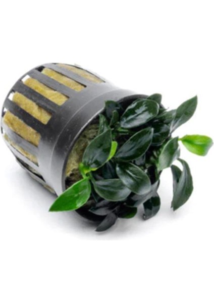 Anubias Jungle Star Saksı Canlı Bitki fiyatları