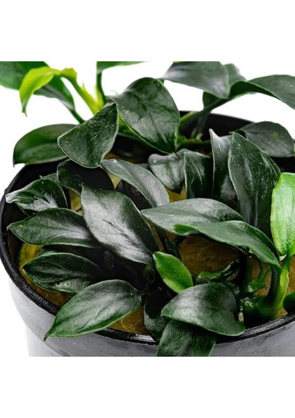 Anubias Jungle Star Saksı Canlı Bitki modelleri