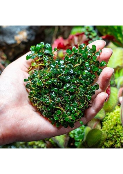 Bucephalandra Brownie Phoenix In Vitro Cup Canlı Bitki