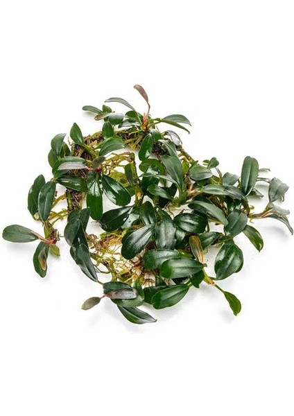 Bucephalandra Brownie Phoenix In Vitro Cup Canlı Bitki fiyatları