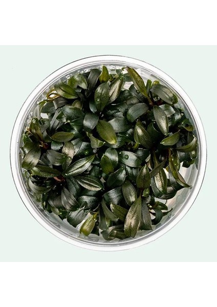 Bucephalandra Brownie Phoenix In Vitro Cup Canlı Bitki fırsatları