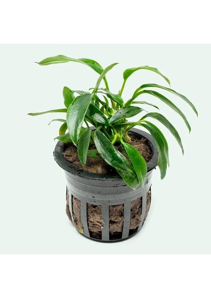 Anubias Chili Jalapeno Saksı Canlı Bitki