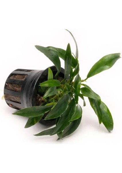 Anubias Chili Jalapeno Saksı Canlı Bitki modelleri