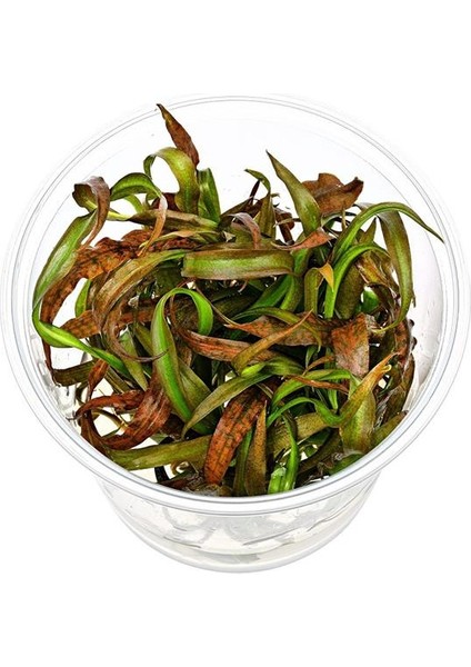 Cryptocoryne Spiralis Tiger In Vitro Canlı Bitki