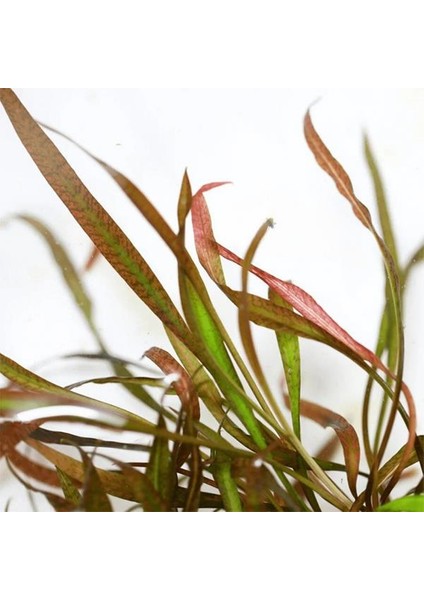 Cryptocoryne Spiralis Tiger In Vitro Canlı Bitki fiyatları