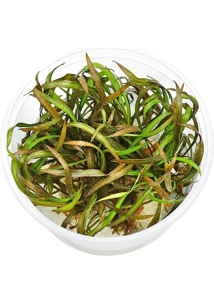 Cryptocoryne Spiralis Tiger In Vitro Canlı Bitki modelleri