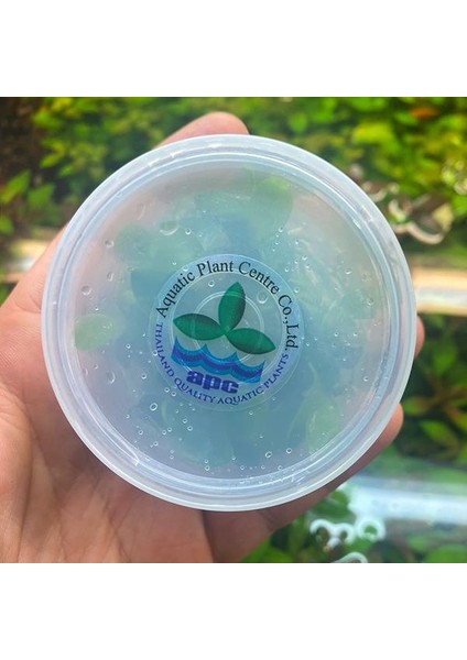 Anubias Barteri Var In Vitro Canlı Bitki