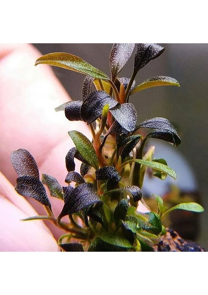 Bucephalandra Brownie Ghost Küçük In Vitro Canlı Bitki