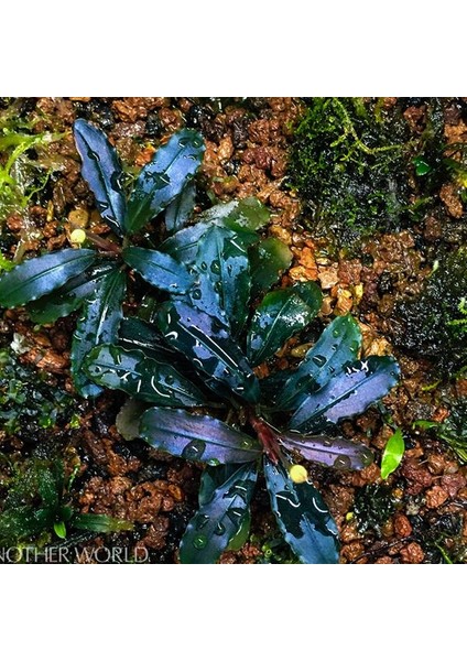 Bucephalandra Brownie Ghost Küçük In Vitro Canlı Bitki fiyatları
