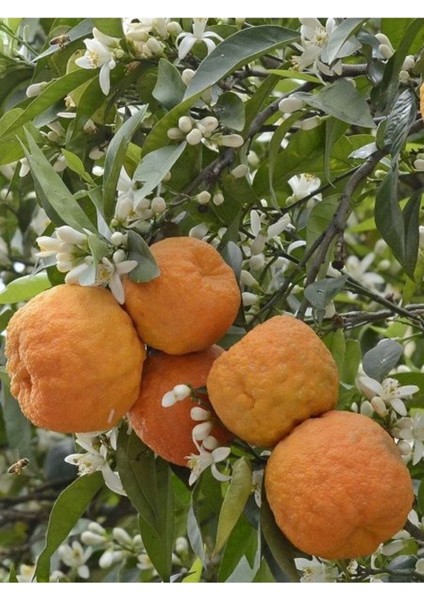 Yeni Sezon Turunç 1 kg Portakallı fiyatları