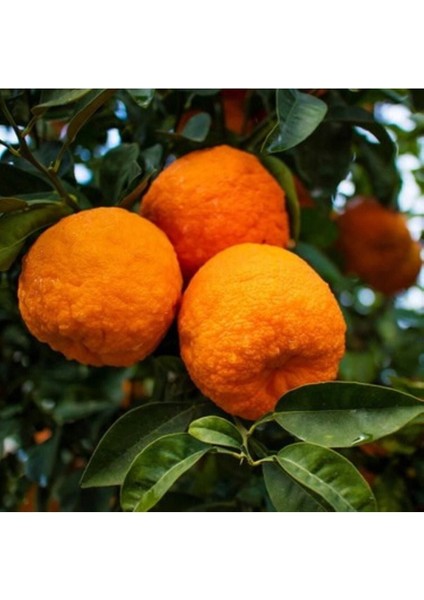 Yeni Sezon Turunç 1 kg Portakallı modelleri