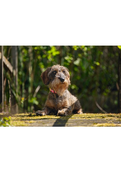 Köpek Tasması, Pembe, 20-30cm, 10mm
