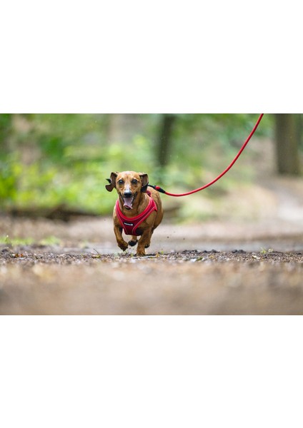 Köpek Göğüs Tasması, Neopren, Kırmızı, S, 38-44cm