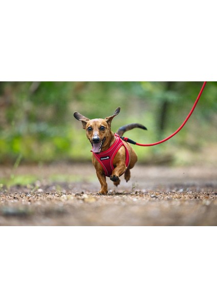 Köpek Göğüs Tasması, Neopren, Kırmızı, S, 38-44cm