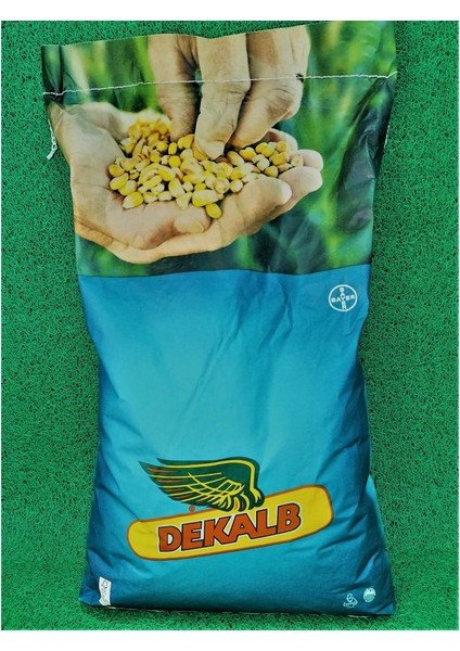 Dkc 7023 Dekalb Mısır Tohumu (2025) Silaj Mısır Tohuumu 50,000 Adet