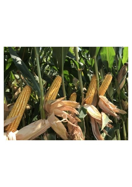 Dkc 7023 Dekalb Mısır Tohumu (2025) Silaj Mısır Tohuumu 50,000 Adet