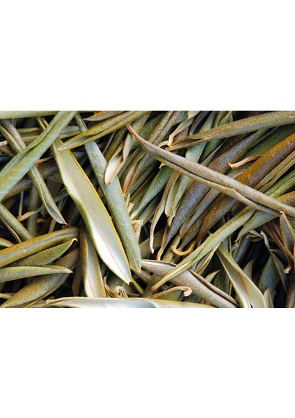 Zeytin Yaprağı Çayı 100 gr Organik ( Doğal Kurutulmuş, Elenmiş, Katkısız )