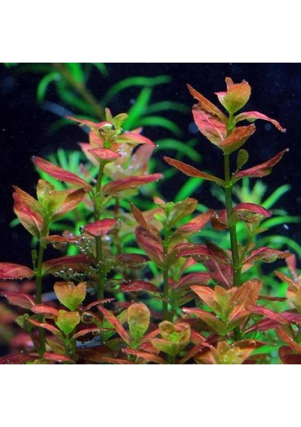 Cuphea Anagalloidea Saksı Canlı Bitki