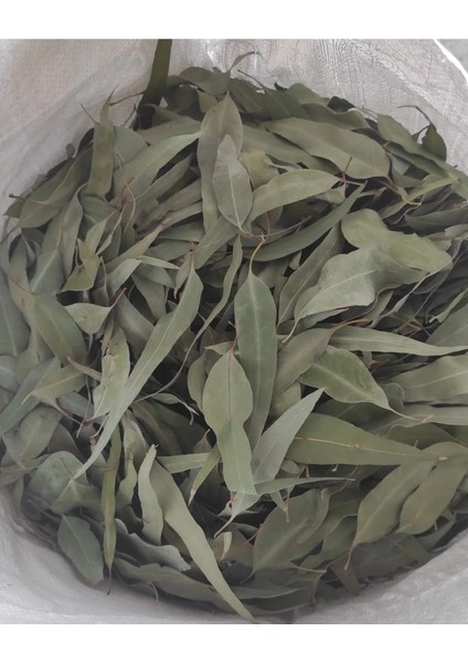 Okaliptus Yaprağı 200 gr Doğal Kurutulmuş Organik Saf Katkısız Elenmiş