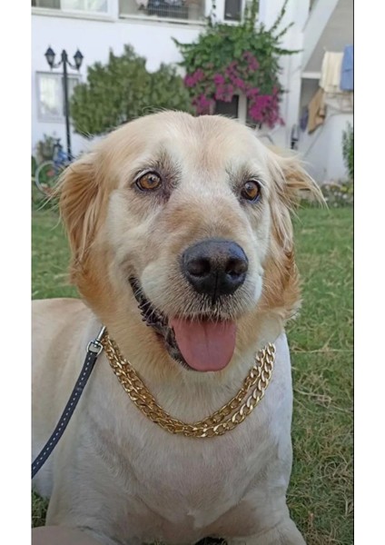 Köpek Kolyesi Çift Sıra 70 cm Ayarlanabilir Paslanmaz 1. Sınıf