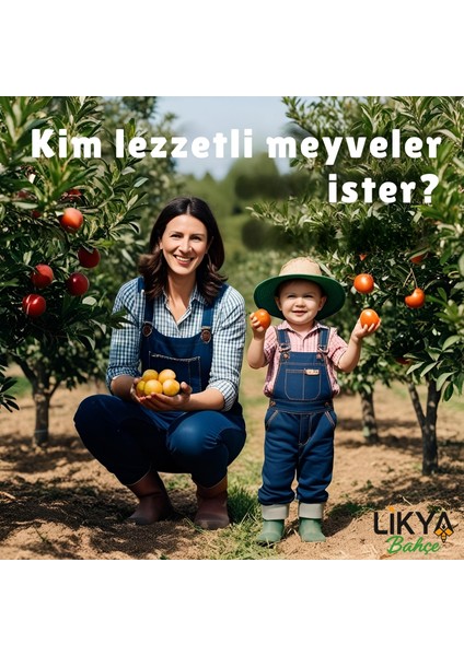 Aroma Ağaç Besini