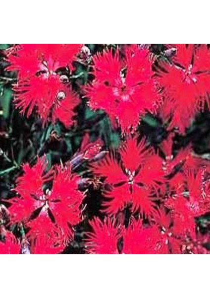 Dianthus Superbus Red Bol Kokulu Karanfil Çiçeği TOHUMU(100 Adet)