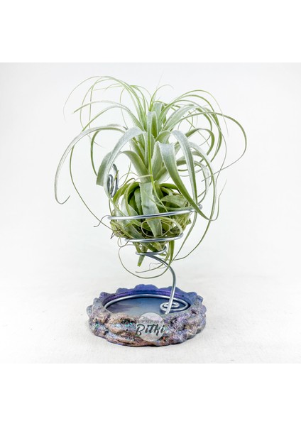 Tillandsia Gardneri (L) - Özel Tür Hava Bitkisi Çiçeği Airplant