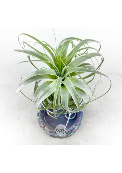 Tillandsia Gardneri (L) - Özel Tür Hava Bitkisi Çiçeği Airplant indirimleri
