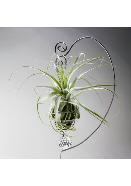 Gardneri Swing Stand - Hava Bitkisi Airplant Tillandsia Aranjman