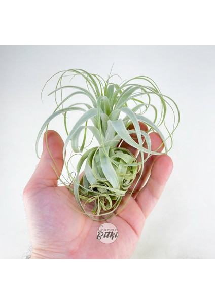 Gardneri Swing Stand - Hava Bitkisi Airplant Tillandsia Aranjman
