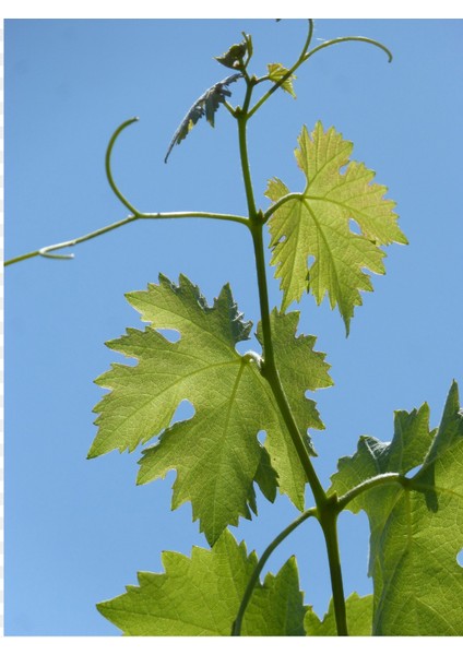Yaprak Tokat Erbaa Altınseri 1kg Vakumlu fiyatları