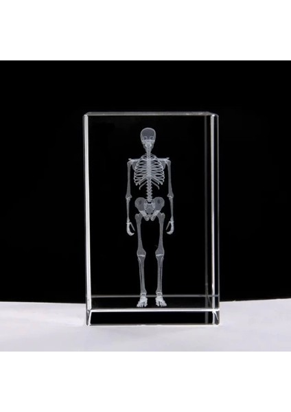 3D Kristal Insan Iskeleti Modeli