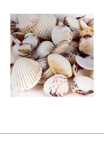 Deniz Kabuğu 200GR Karışık Deniz Kabukları Dekoratif Vazo Akvaryum Süsleme Teraryum Deniz Kabukları NEMERE-ENF-025