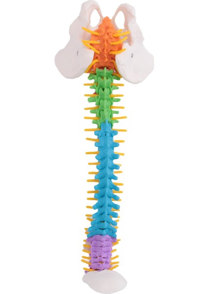 45CM Pelvik Insan Anatomisi Omurga Omurga Kolonu Modeli Öğrenciler Için Öğretim Kaynakları (Yurt Dışından)