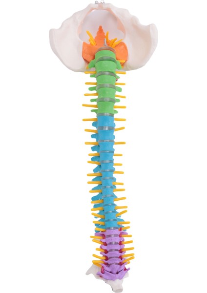45CM Pelvik Insan Anatomisi Omurga Omurga Kolonu Modeli Öğrenciler Için Öğretim Kaynakları (Yurt Dışından)