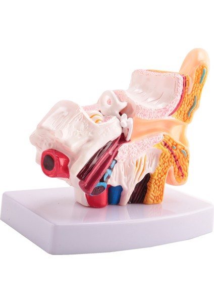 1.5 Kat Insan Kulak Anatomisi Modeli Merkezi ve Dış Kulakların Organ Yapılarını Gösteriyor Öğretim Malzemeleri (Yurt Dışından) fırsatları