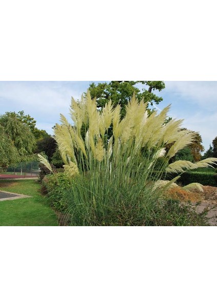 3 Yaş Pampas -Saz Püskülü FIDANI-120-150 cm