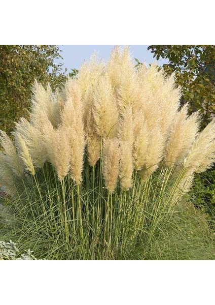 3 Yaş Pampas -Saz Püskülü FIDANI-120-150 cm fiyatları