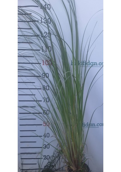 3 Yaş Pampas -Saz Püskülü FIDANI-120-150 cm modelleri