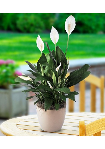 Barış Çiçeği Spathiphyllum - Hediyelik Salon Ofis Bitkisi