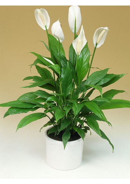 Barış Çiçeği Spathiphyllum - Hediyelik Salon Ofis Bitkisi