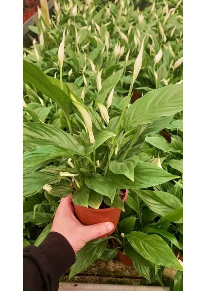 Barış Çiçeği Spathiphyllum - Hediyelik Salon Ofis Bitkisi