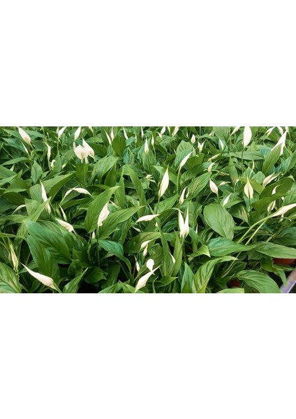 Barış Çiçeği Spathiphyllum - Hediyelik Salon Ofis Bitkisi
